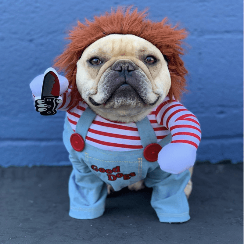 Chucky French Bulldog Deadly Doll Costume