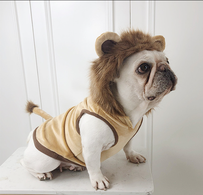 Lion French Bulldog Costume