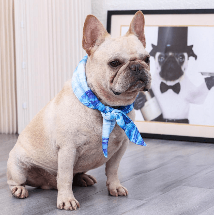 Ultra Cooling French Bulldog Bandana