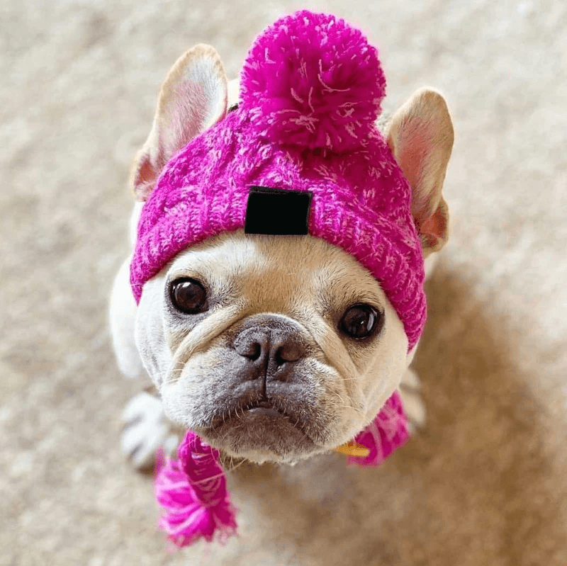 Pink Hat for French Bulldog