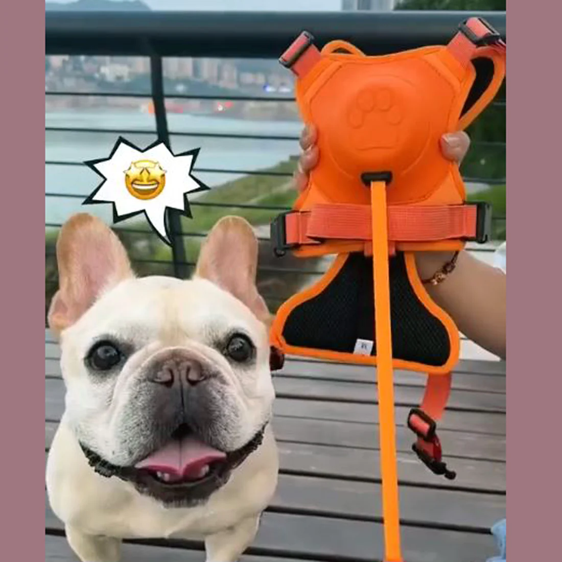 All-in-One Frenchie Harness and Retractable Leash Set