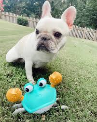 Frenchie interactive Crab Toy