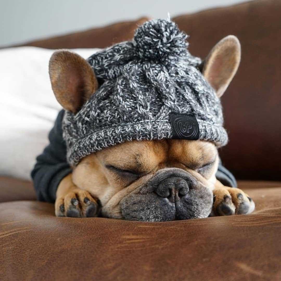 Winter Hat for French Bulldog