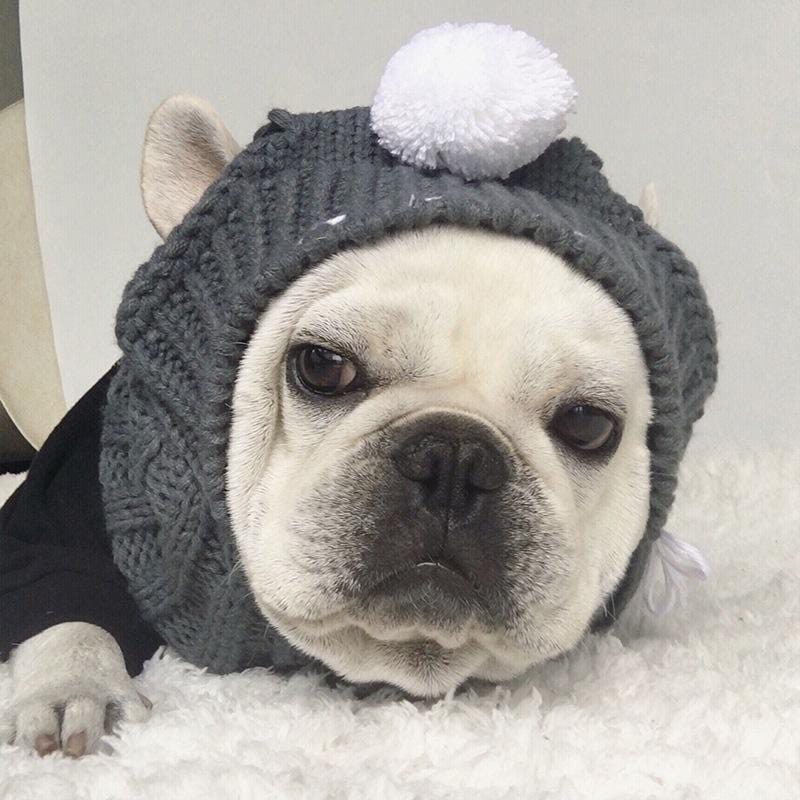 Woolen French Bulldog Hat