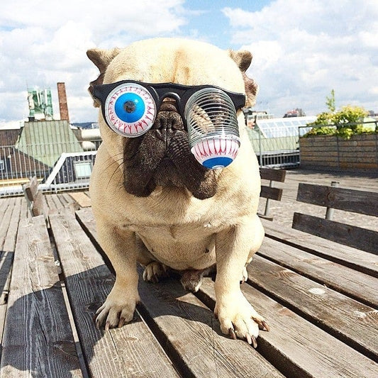 French Bulldog Funny Glasses