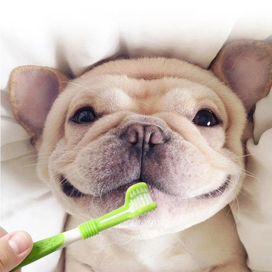 Dog Toothbrush