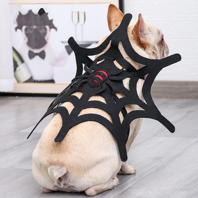 French Bulldog Spider Costume