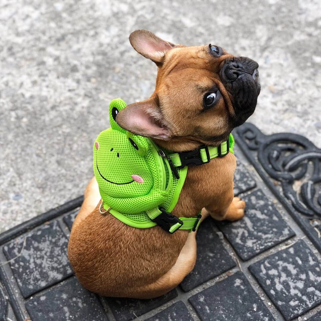 French Bulldog Backpack Harness Set