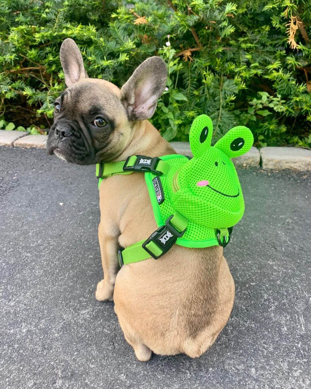 French Bulldog Backpack Harness Set