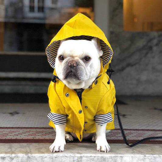 French Bulldog Raincoat