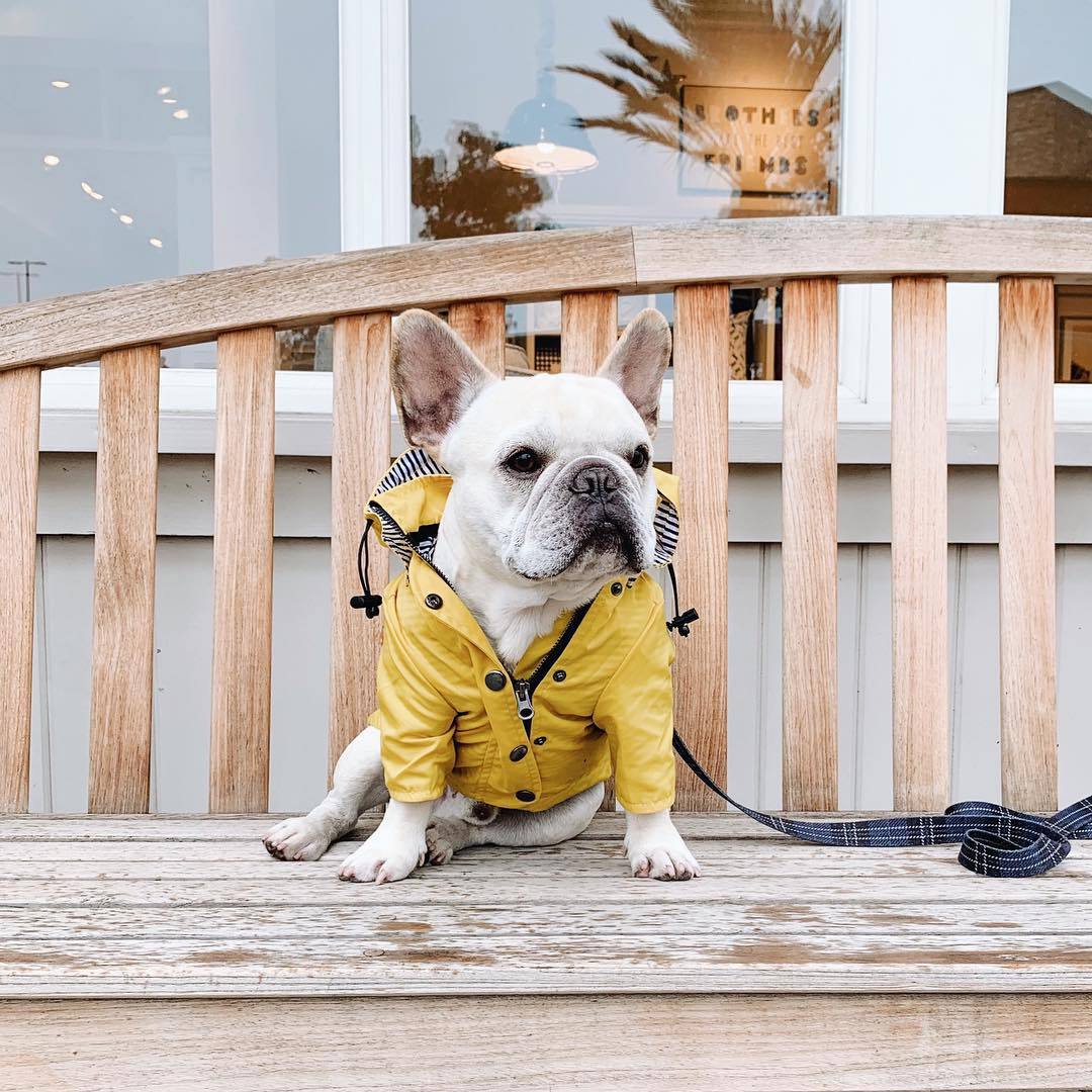 French Bulldog Raincoat