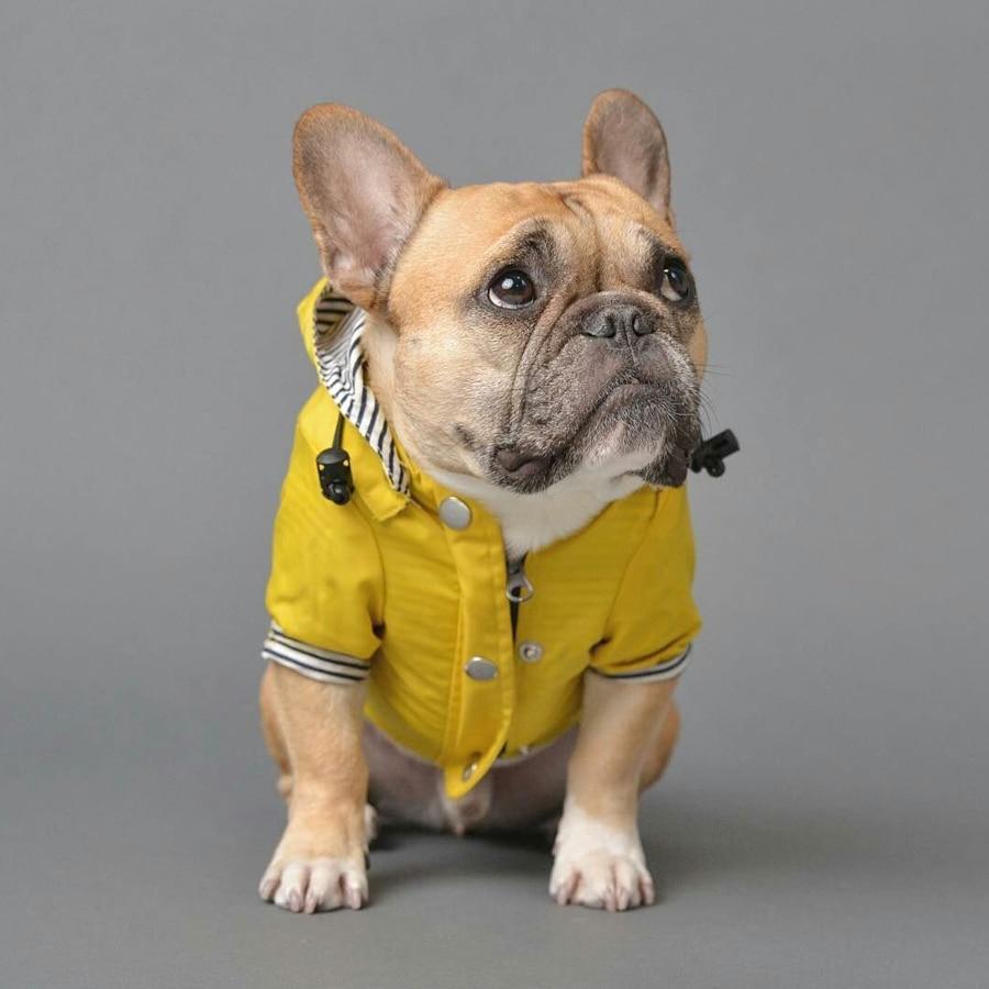 French Bulldog Raincoat