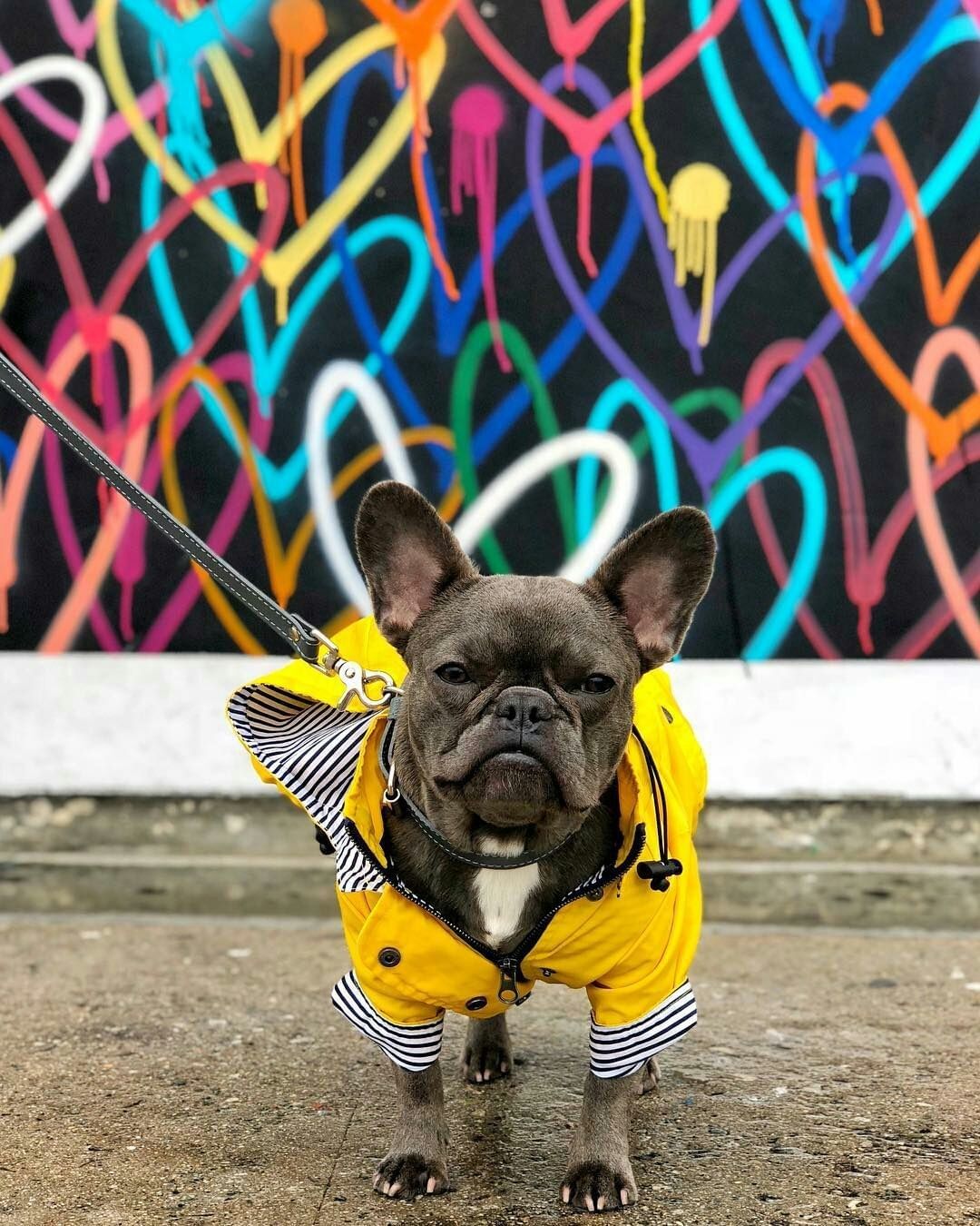 French Bulldog Raincoat