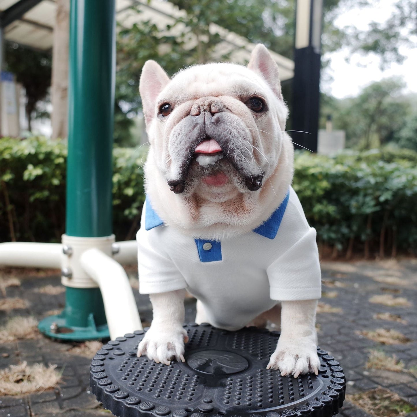 White French Bulldog Shirt