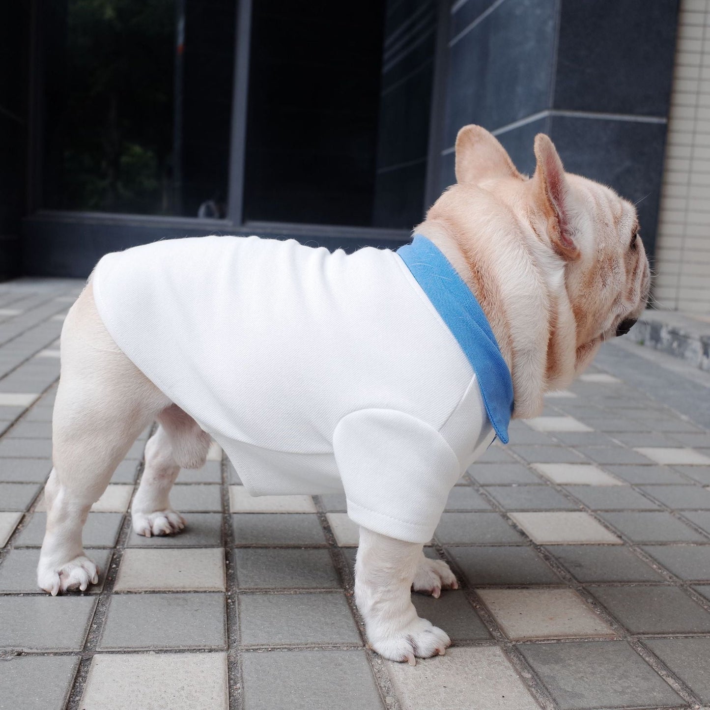 White French Bulldog Shirt