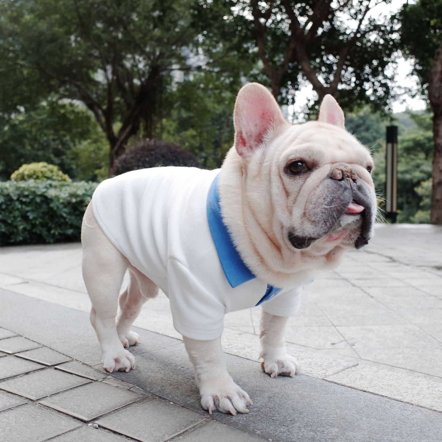 White French Bulldog Shirt