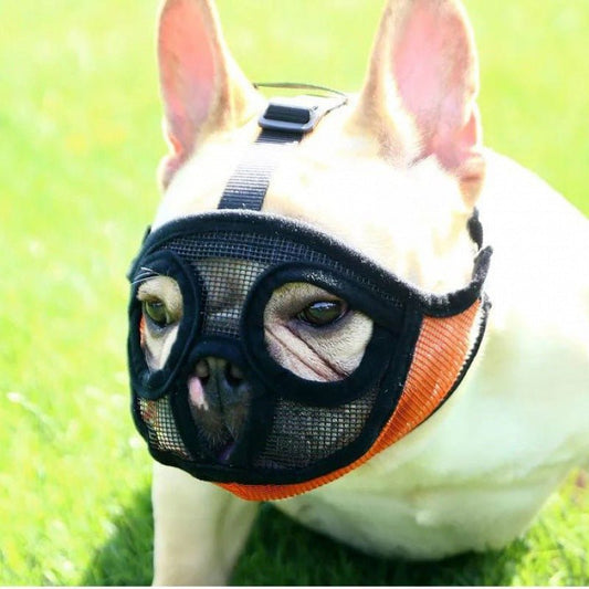 French Bulldog Muzzle