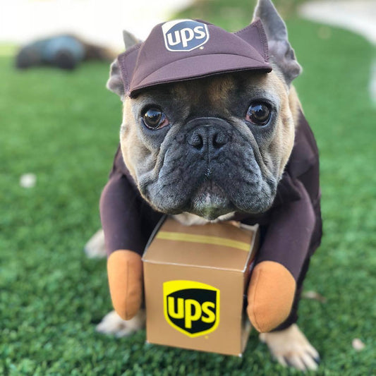 UPS French Bulldog Costume