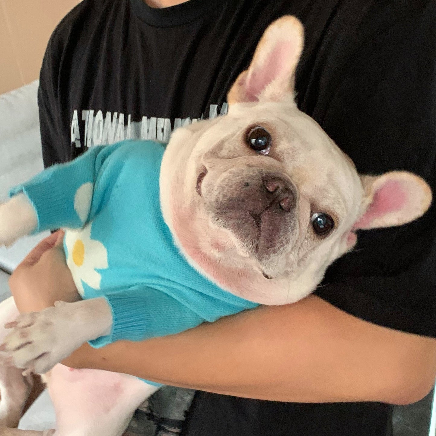 White Flower Frenchie Sweater