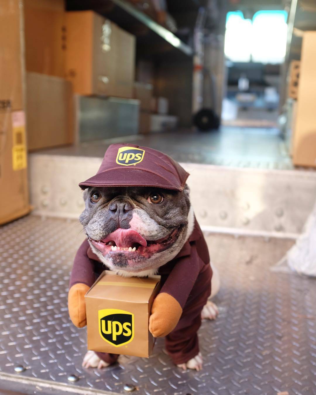 UPS French Bulldog Costume