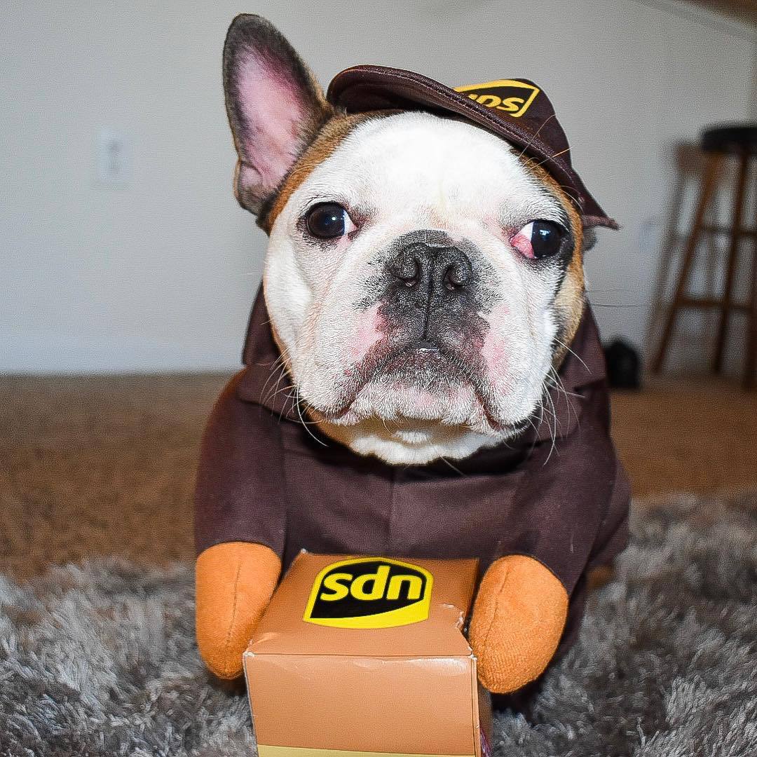 UPS French Bulldog Costume