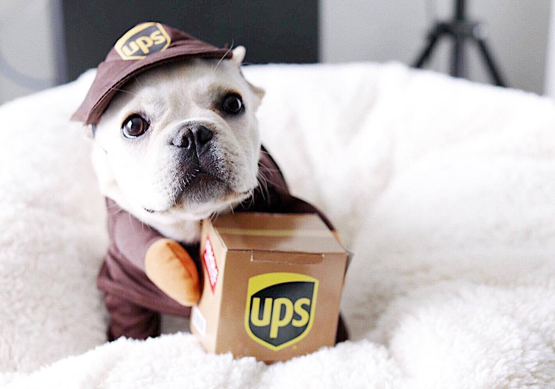 UPS French Bulldog Costume