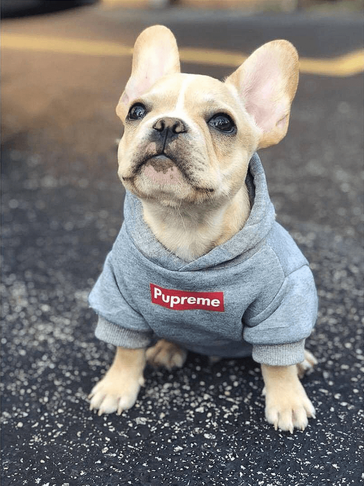 Pupreme French Bulldog Hoodie