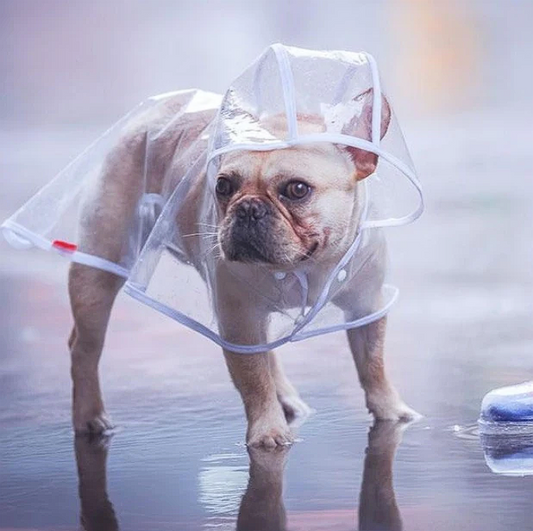 Transparent French Bulldog Raincoat