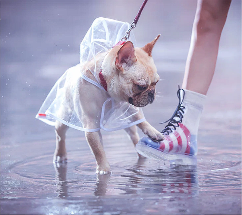 Transparent French Bulldog Raincoat