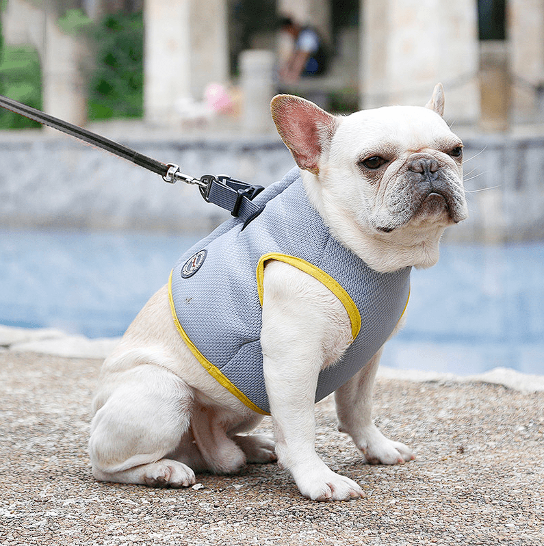 Cold French Bulldog Cooling Vest