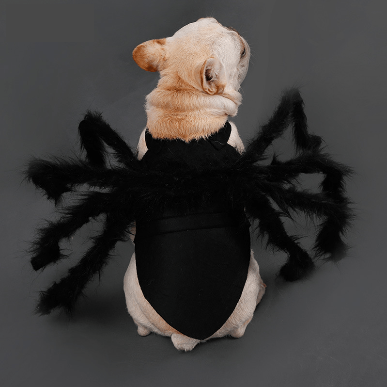 Black Spider Frenchie Costume