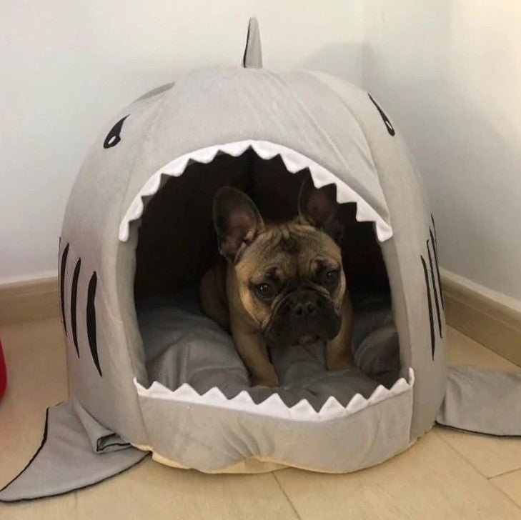 Frenchie House Shark