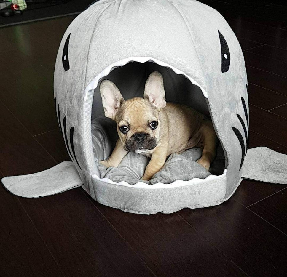 Frenchie House Shark