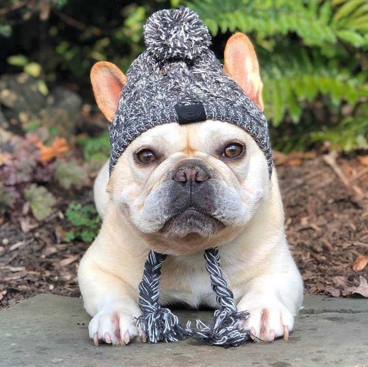 Winter Hat for French Bulldog