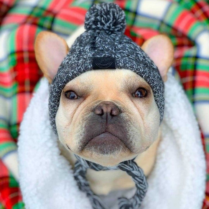 Winter Hat for French Bulldog