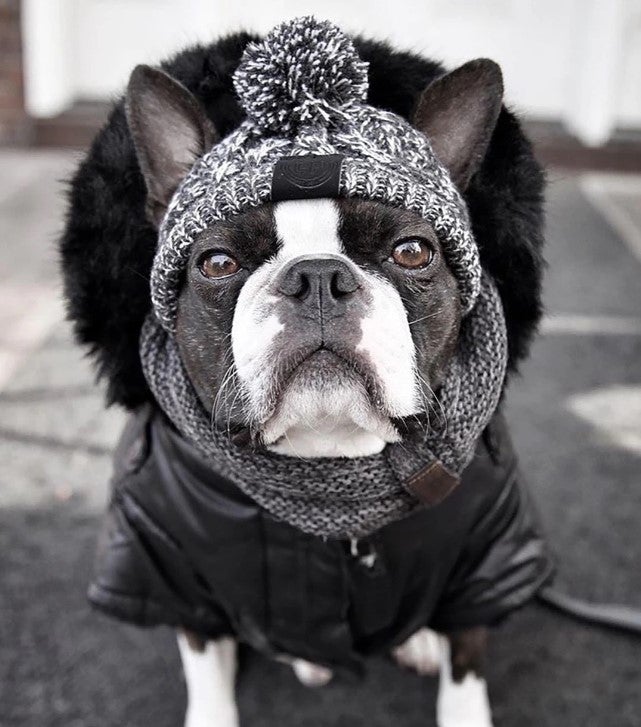 Winter Hat for French Bulldog