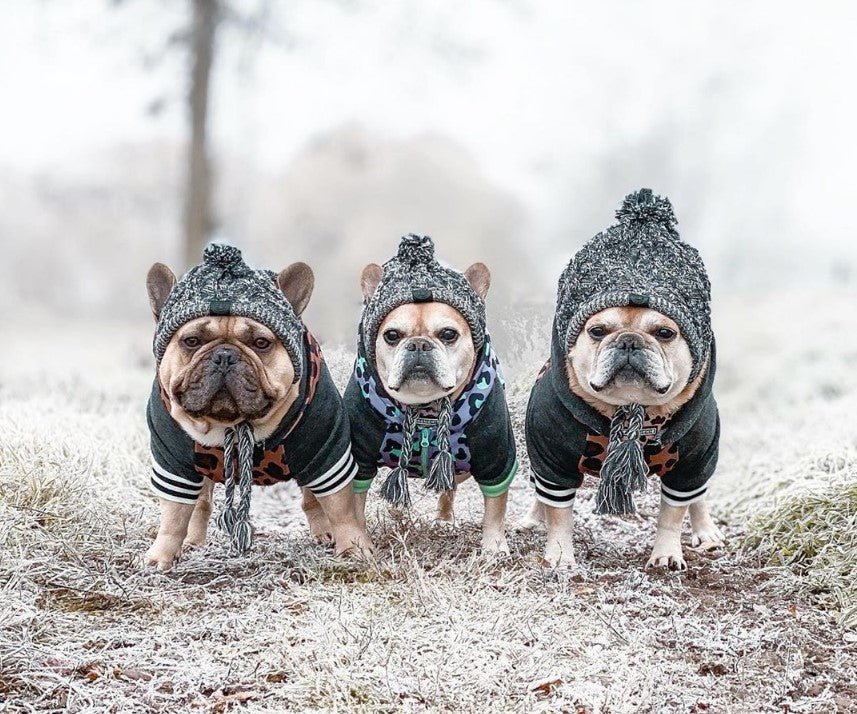 Winter Hat for French Bulldog