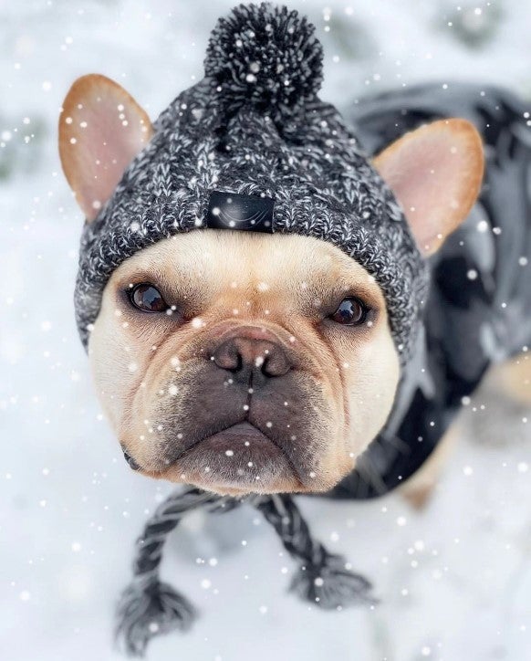 Winter Hat for French Bulldog