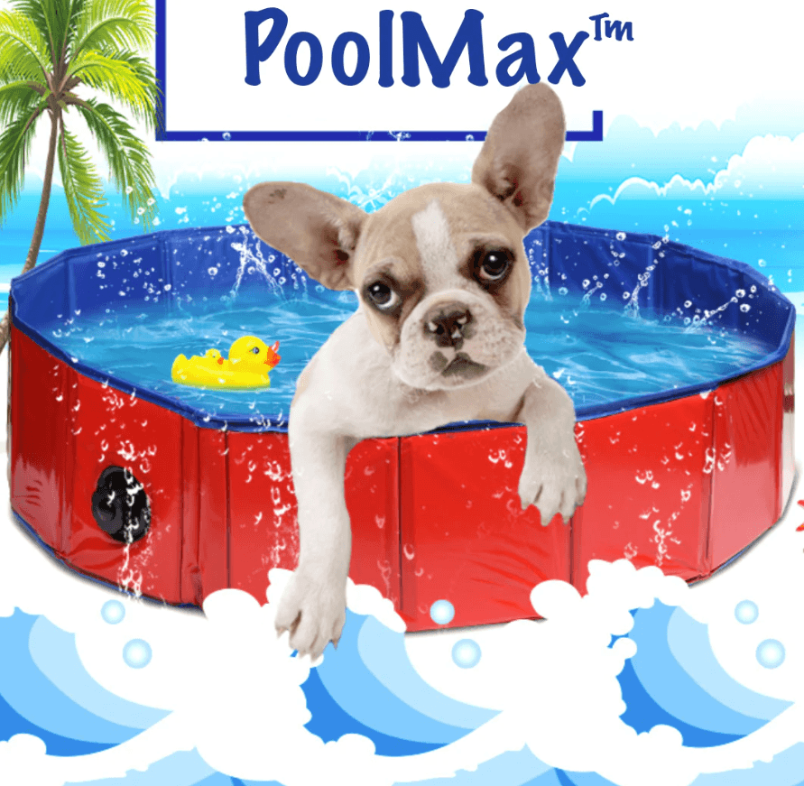 Swimming Pool for Dogs