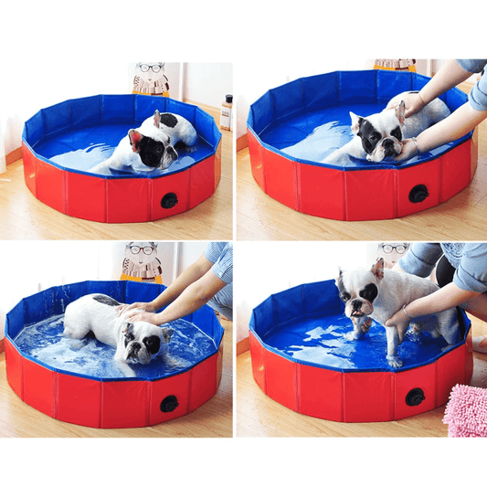 Swimming Pool for Dogs